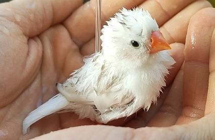 錦華鳥の水浴び