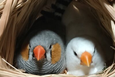 ZEBRAFINCH　キンカチョウ