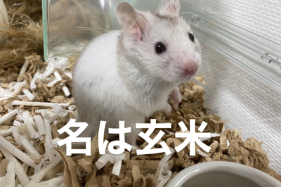 ハムスター 名前